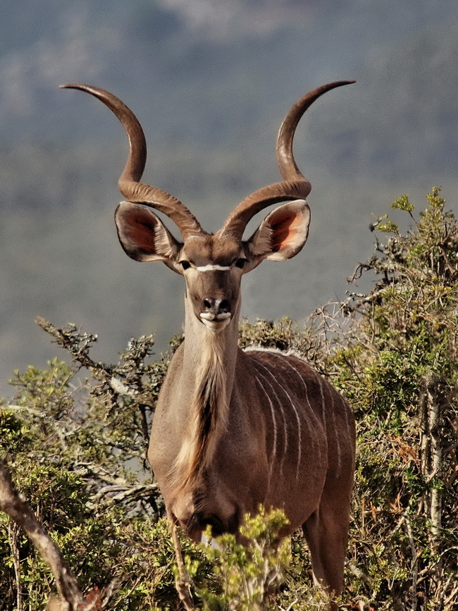 650kudu12fP1067478.jpg