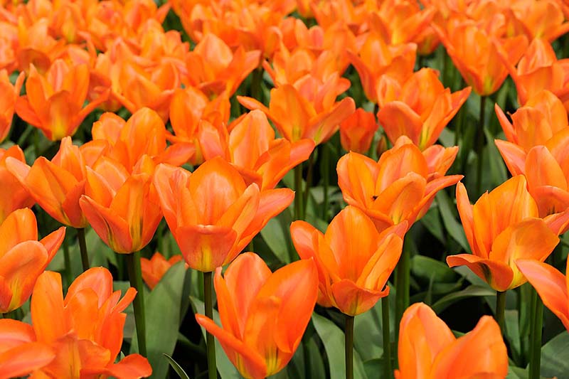 Keukenhof_10.jpg