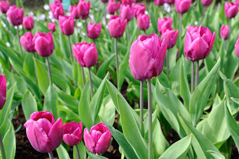 Keukenhof_12.jpg