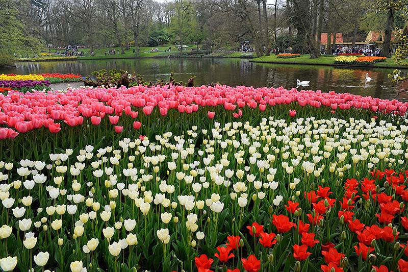 Keukenhof_23.jpg