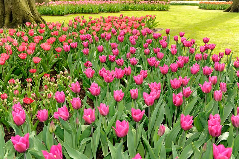 Keukenhof_34.jpg