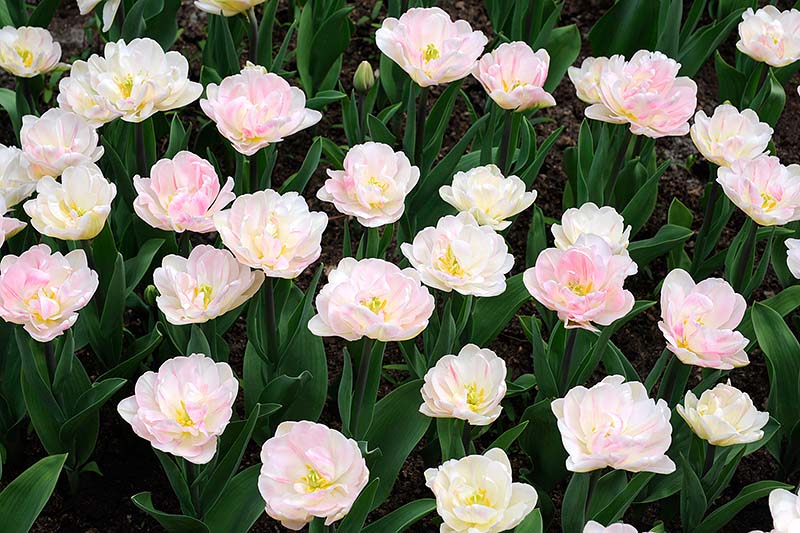 Keukenhof_40.jpg