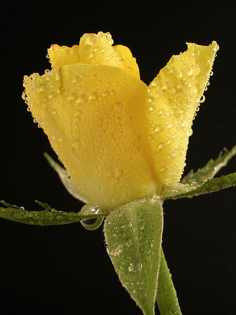 Flora_03.jpg