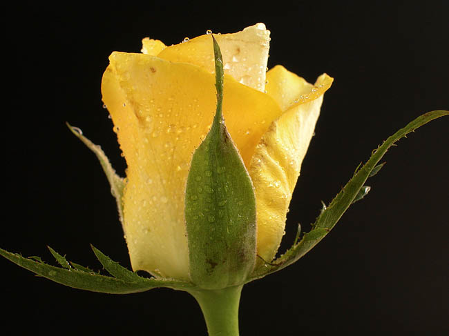 Flora_04.jpg