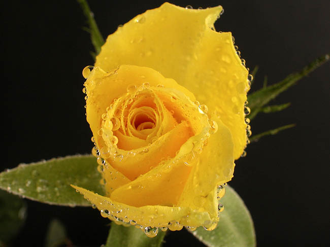 Flora_05.jpg