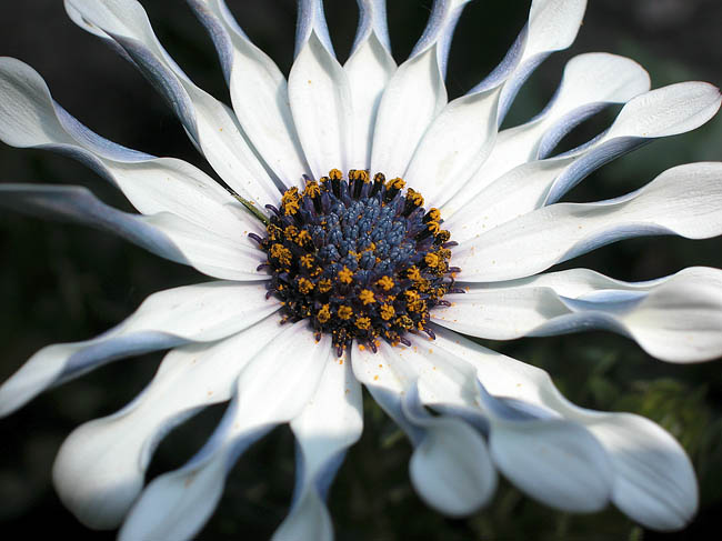 Flora_07.jpg