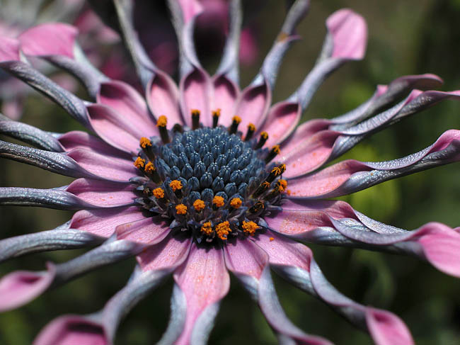 Flora_08.jpg