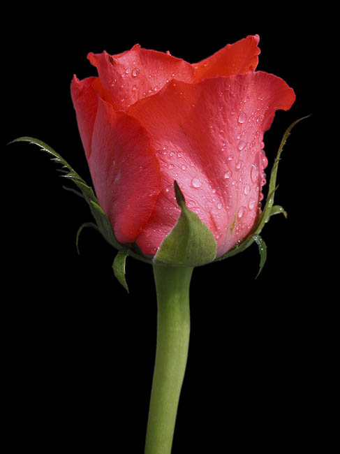 Flora_11.jpg