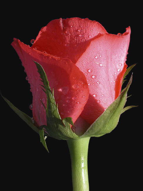 Flora_13.jpg