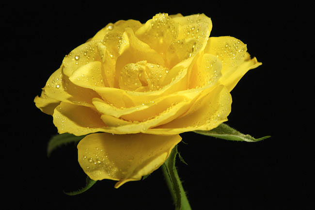 Flora_17.jpg