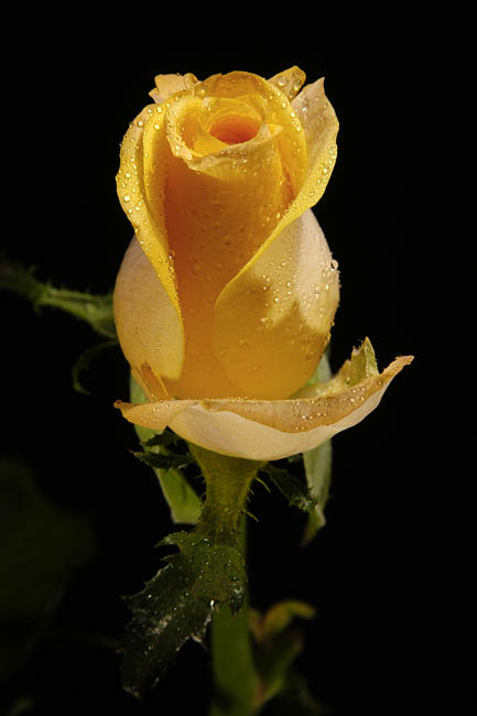 Flora_19.jpg