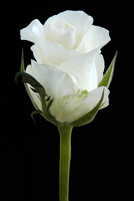 Flora_21.jpg