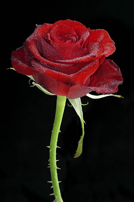 Flora_23.jpg