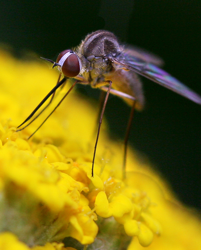 Fly