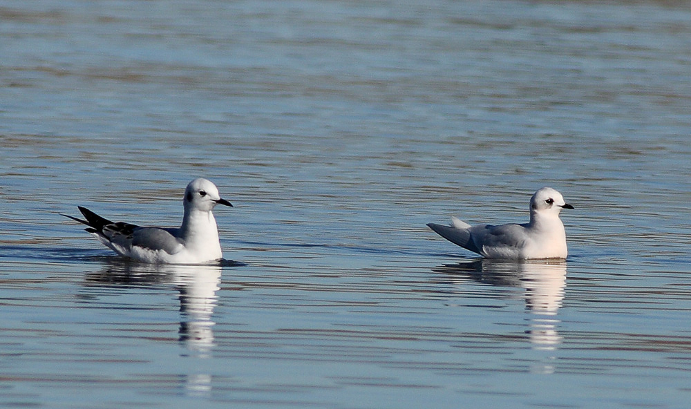 Rosss Gull with Bonapartes