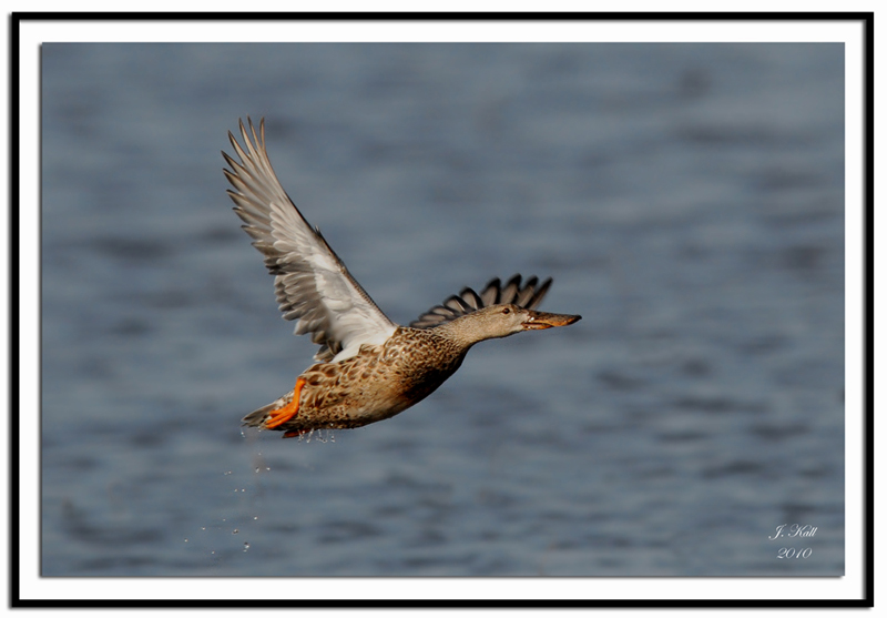 Northern Shoveler (Female)