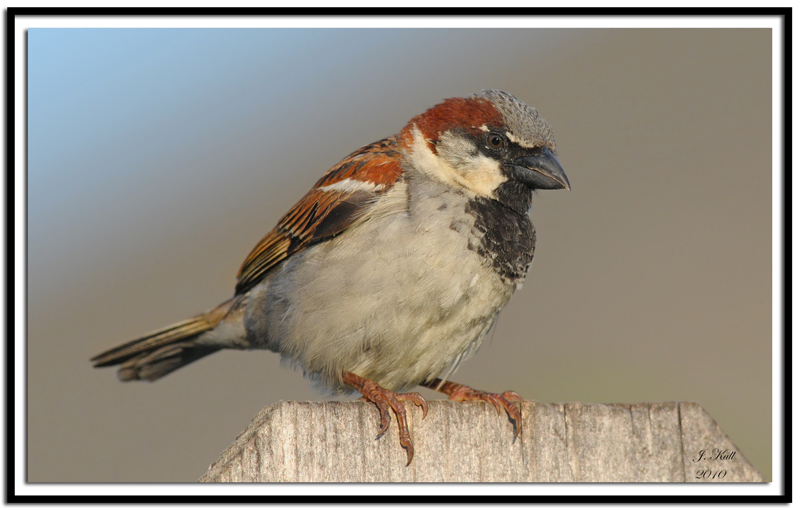 House Sparrow