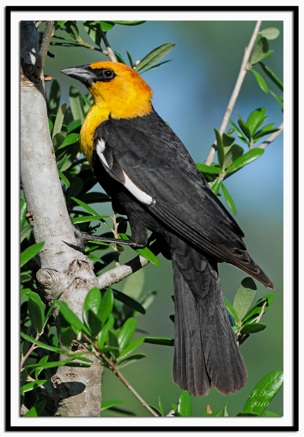 Yellow-headed Blackbird