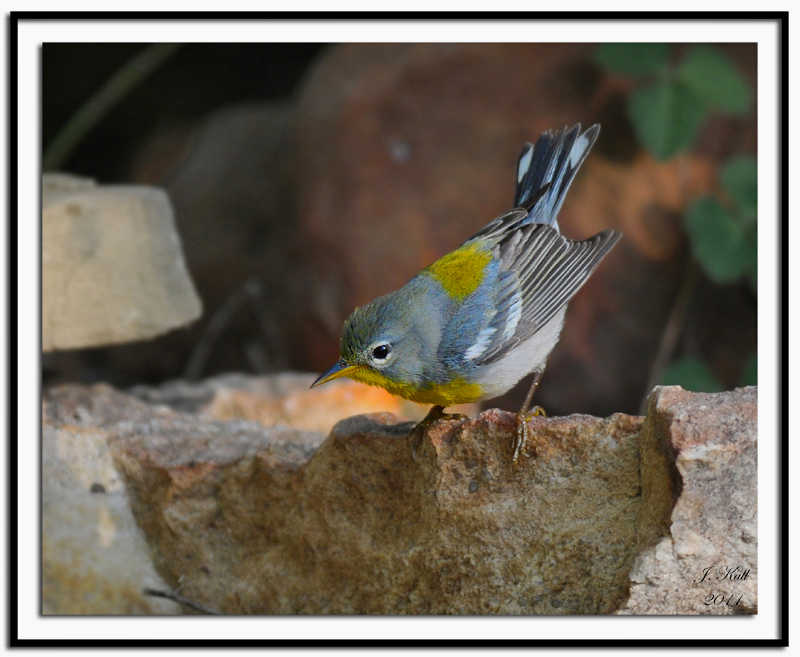 Northern Parula