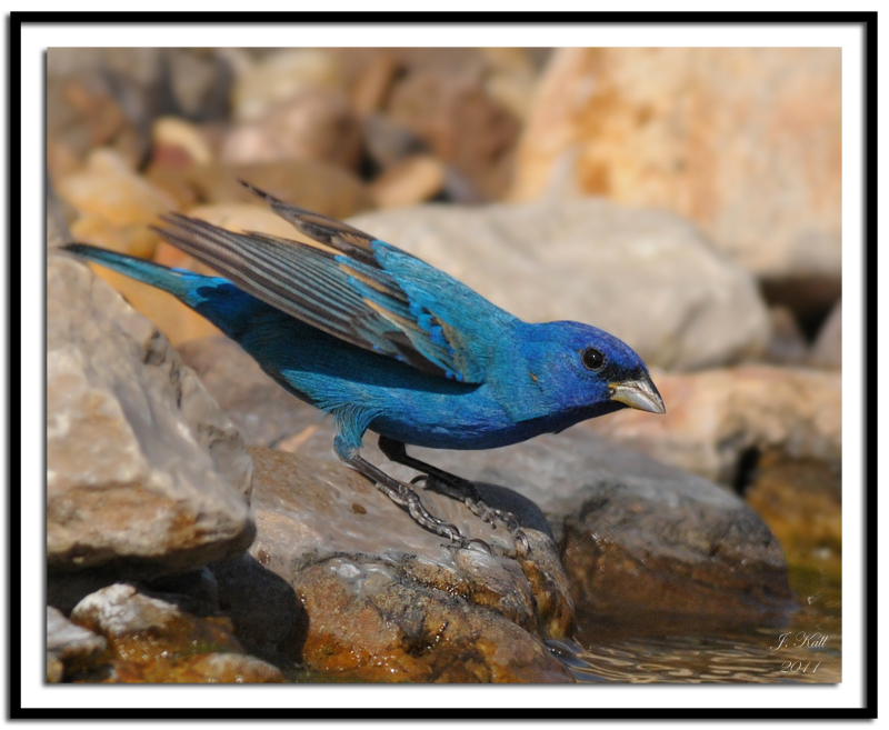 Indigo Bunting