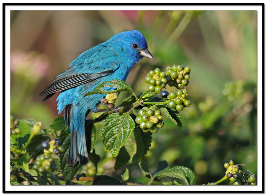 Indigo Bunting