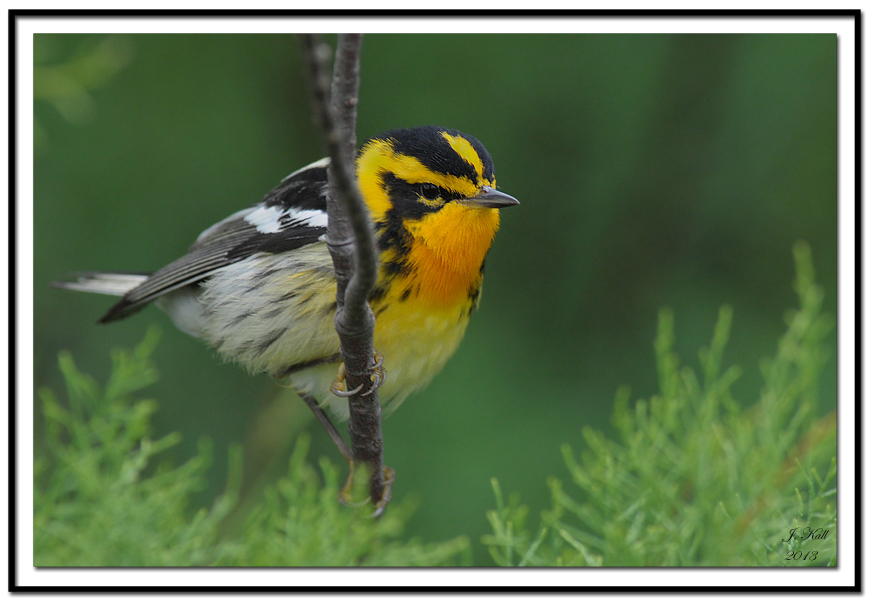 Blackburnian Warbler