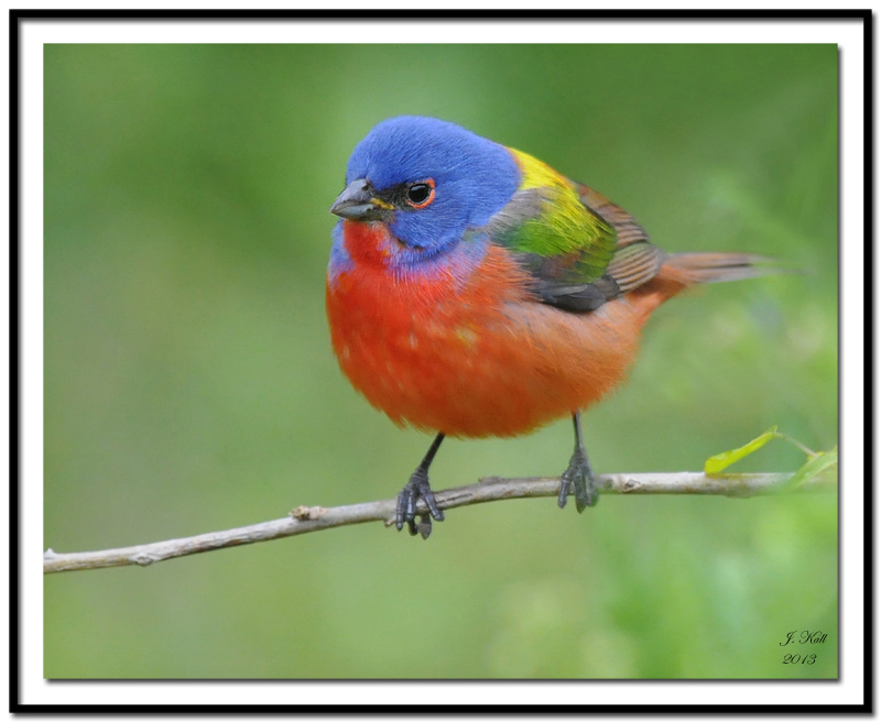 Painted Bunting