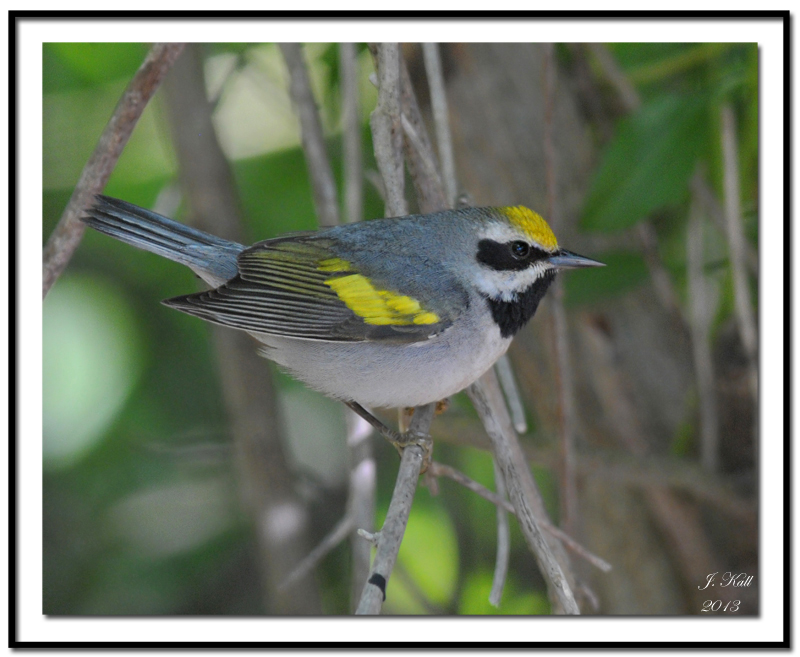 Golden-winged Warbler