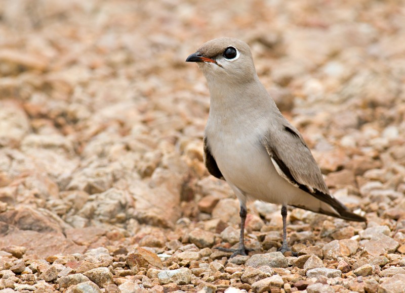 Small Pratincole