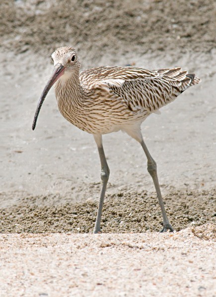 Eurasian Curlew