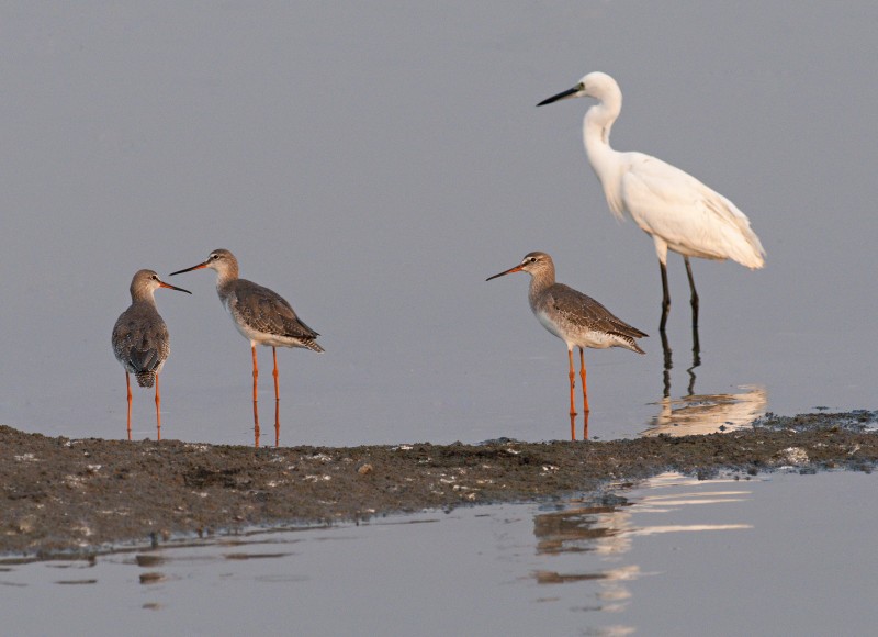 Spotted Redshank