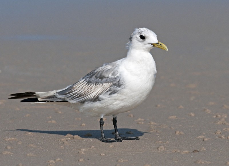 Kittiwake