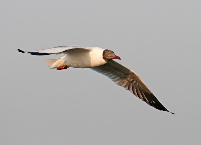 Brown-headed Gull