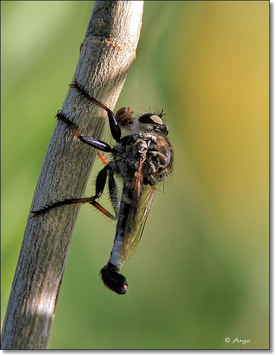 Robber Fly