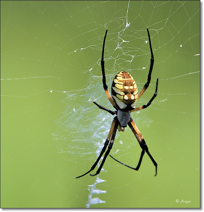 Golden Orb Spider