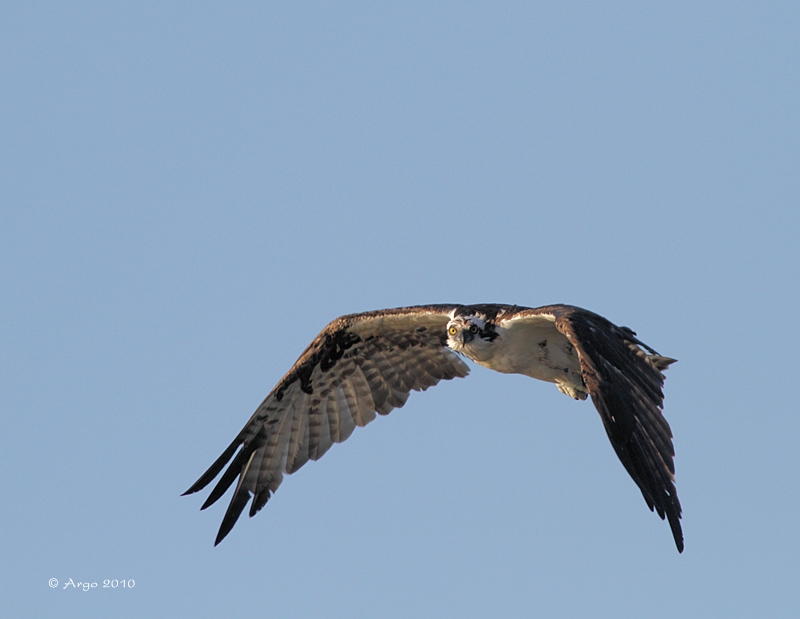 Osprey