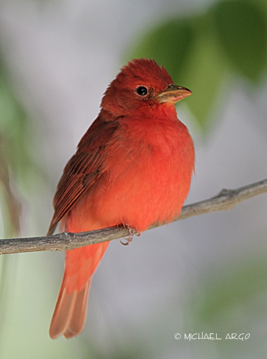Summer Tanager
