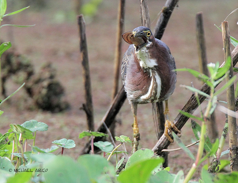 Green Heron