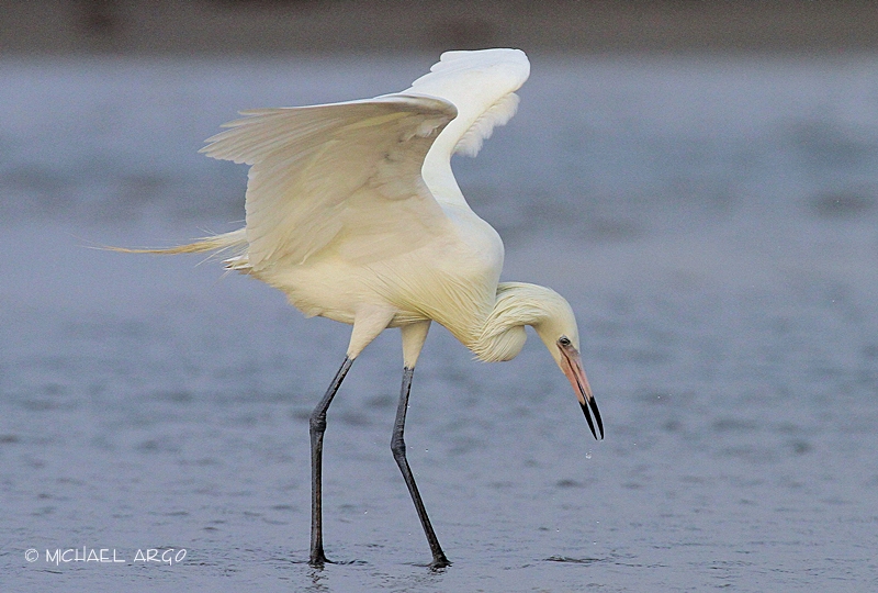 Reddish Egret