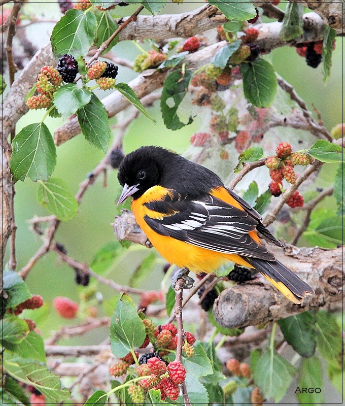 Baltimore Oriole 