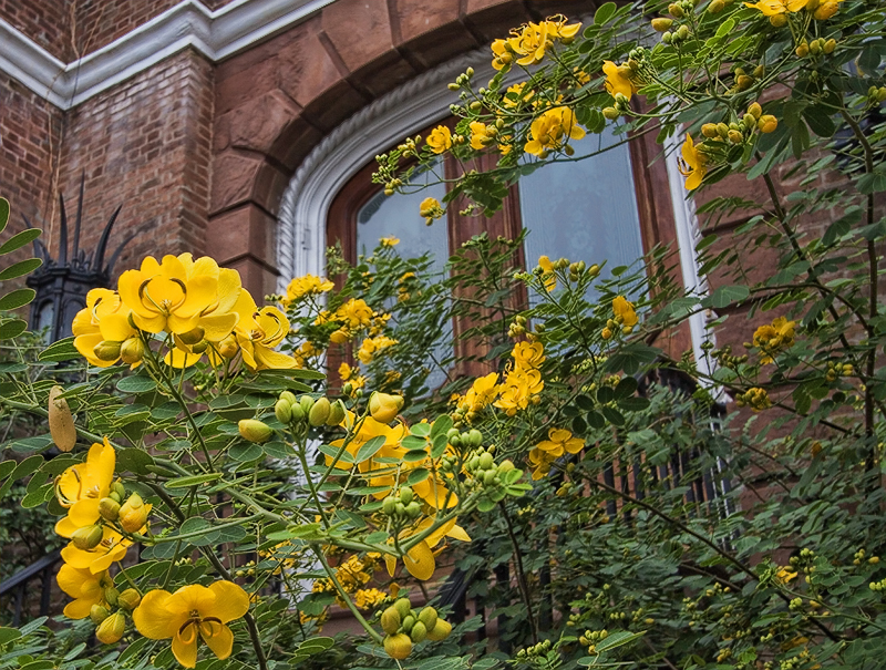 0621 Yellow Flowering Shrub