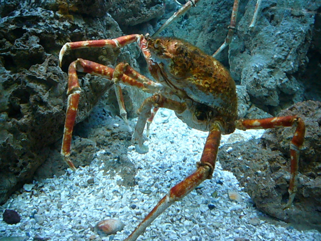 crab