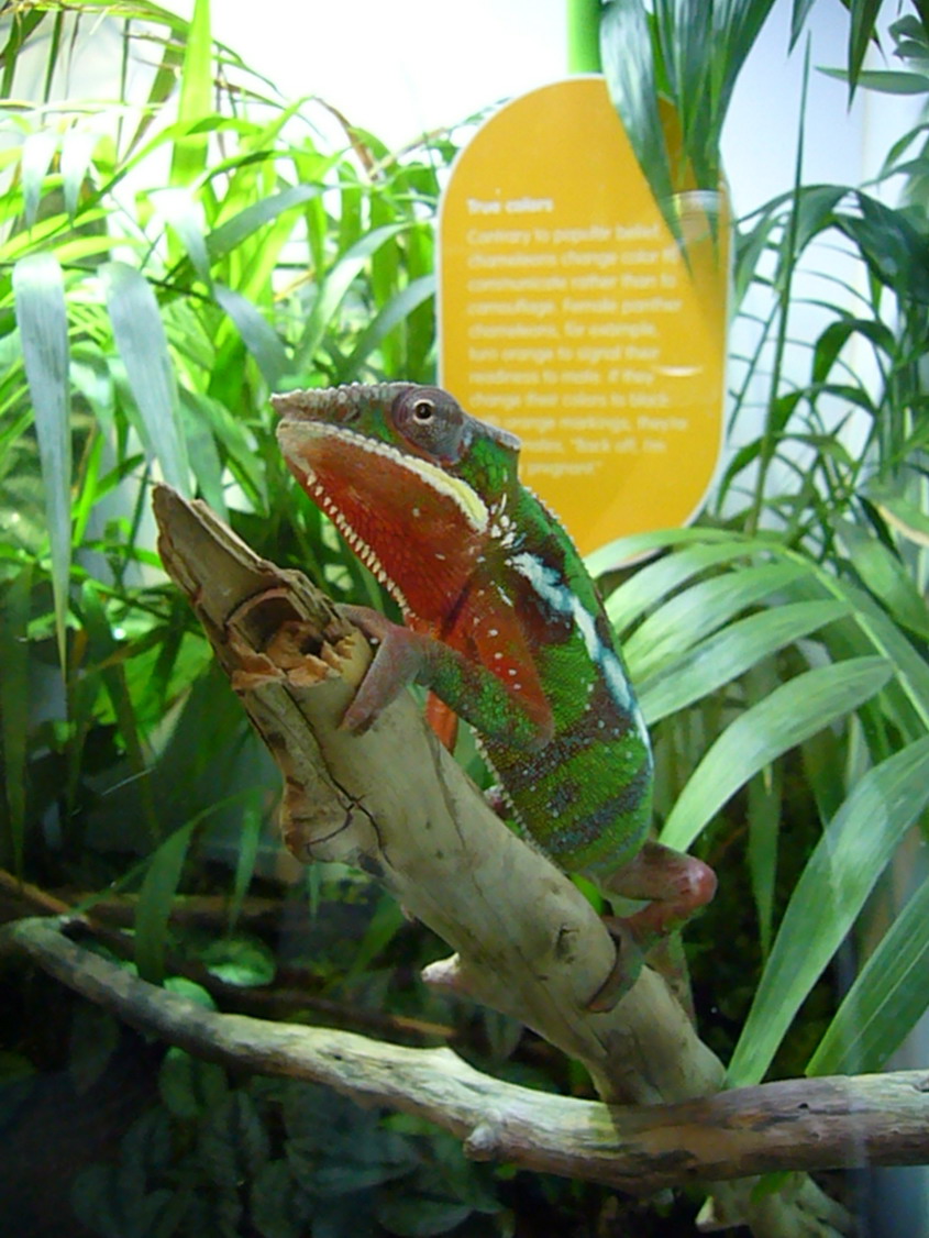 chameleon
