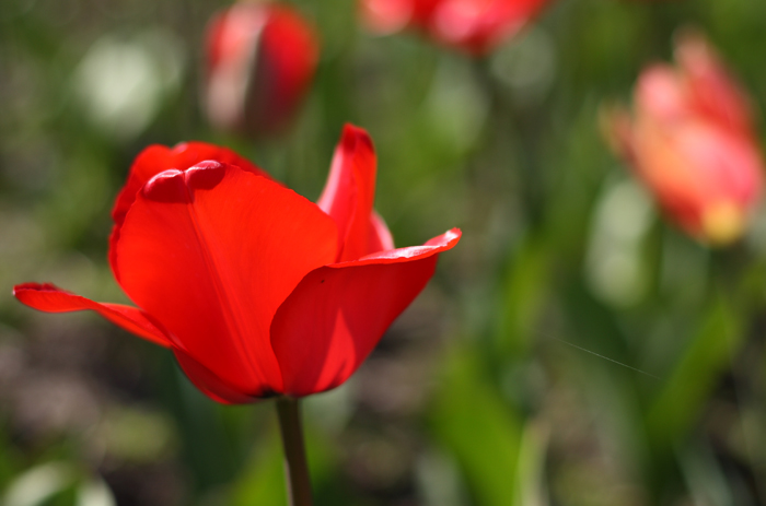 Tulip22 email.jpg