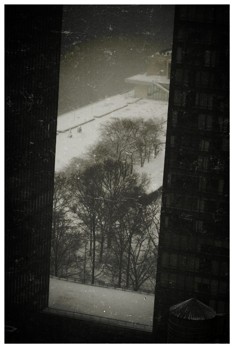 M-newyork_trees-DSC_5643.jpg