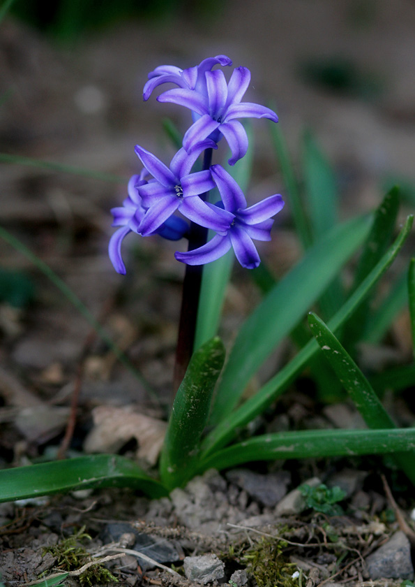 IMG_9177 Spring