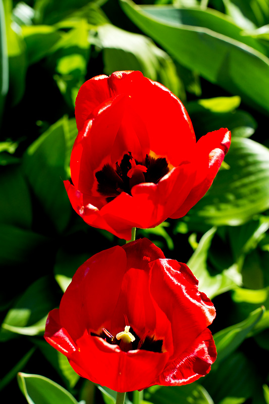 CR2_7420 Two
