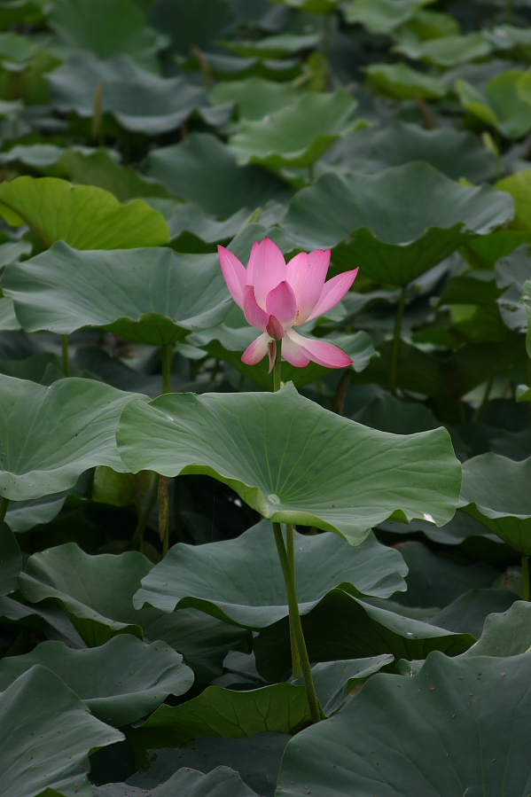 Lotus
