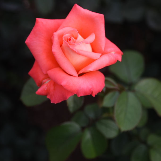 CRW_5018.JPG