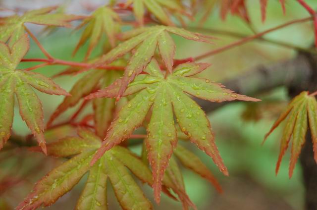 DSC_0176.JPG